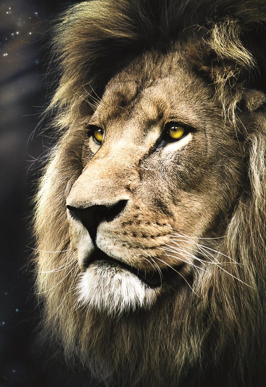 Trefl Puzzle Lions Portrait 1500 Parça Puzzle