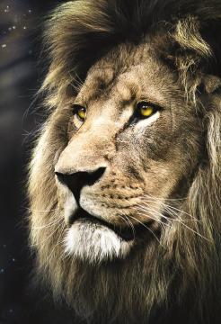 Trefl Puzzle Lions Portrait 1500 Parça Puzzle