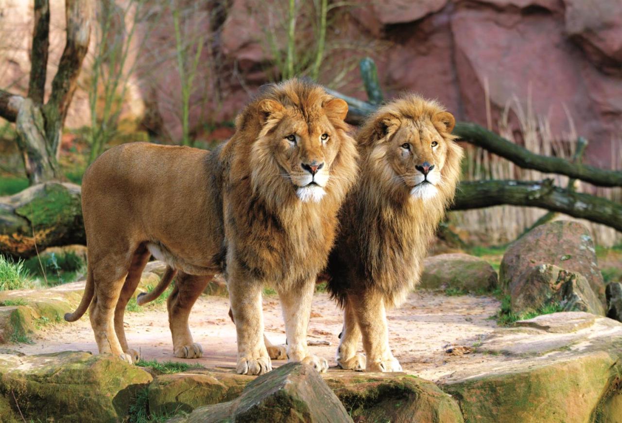 Trefl Puzzle Lions 1500 Parça Puzzle