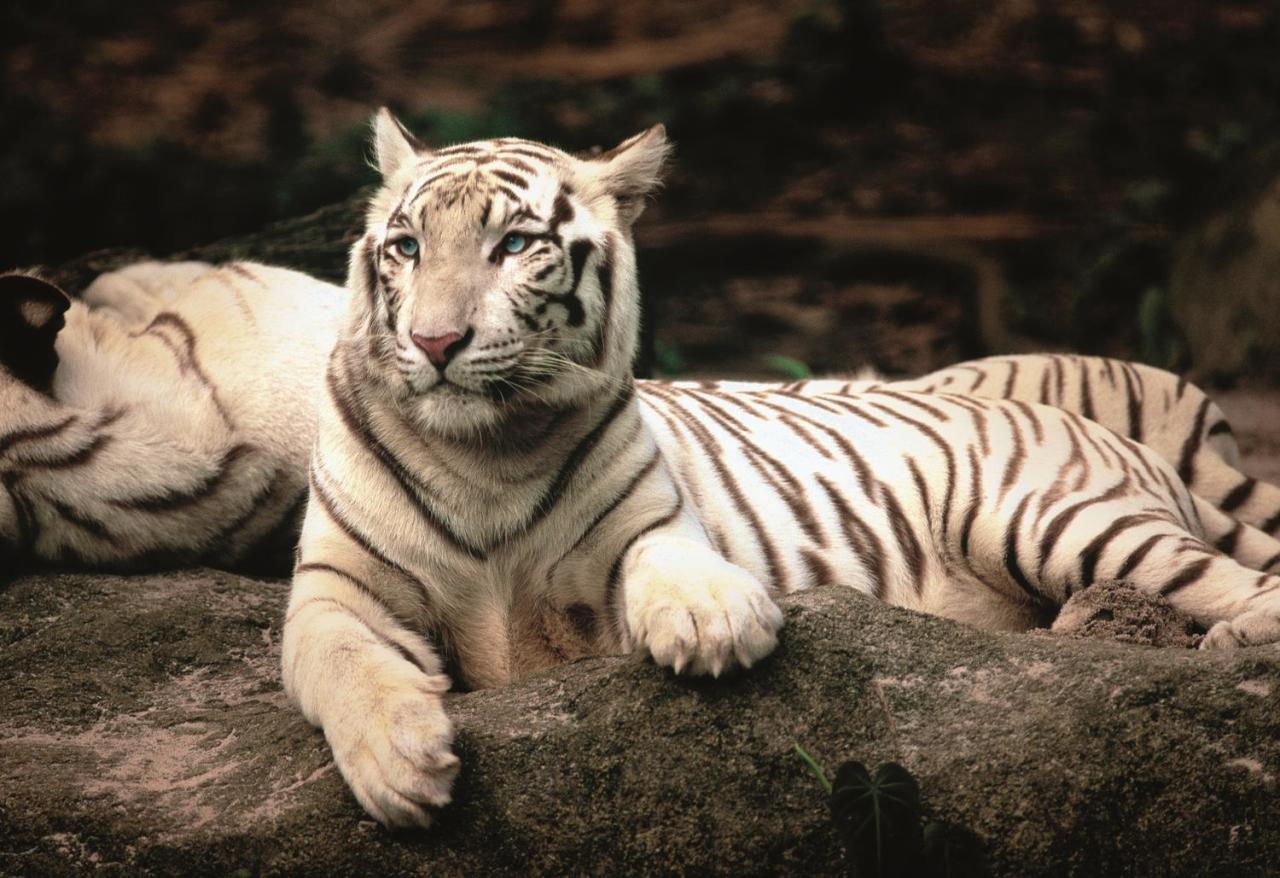 Trefl Puzzle Bengal Tiger 1500 Parça Puzzle