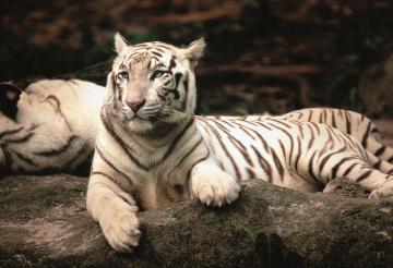 Trefl Puzzle Bengal Tiger 1500 Parça Puzzle