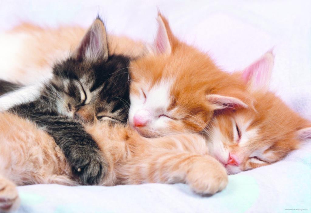 Educa Puzzle Kittens 500 Parça Puzzle