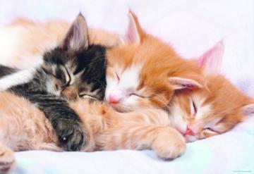 Educa Puzzle Kittens 500 Parça Puzzle