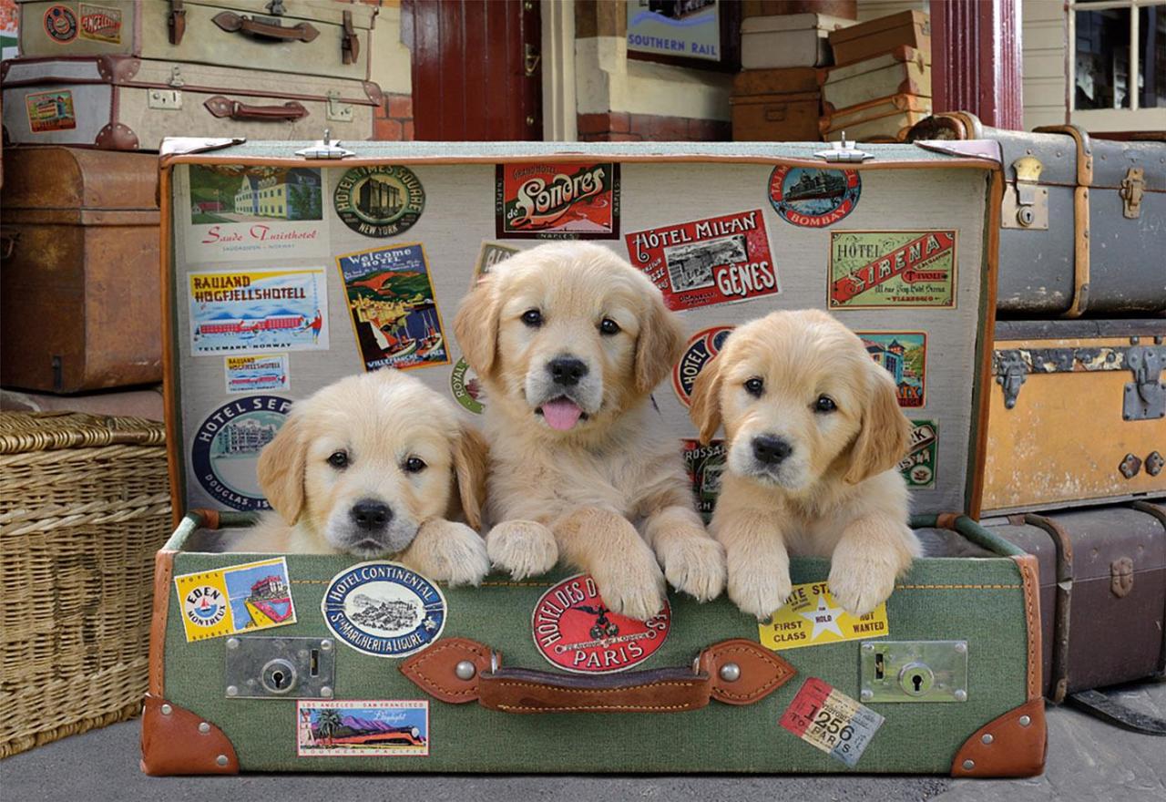Puppies In The Luggage