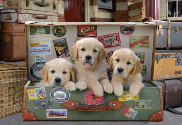 Puppies In The Luggage