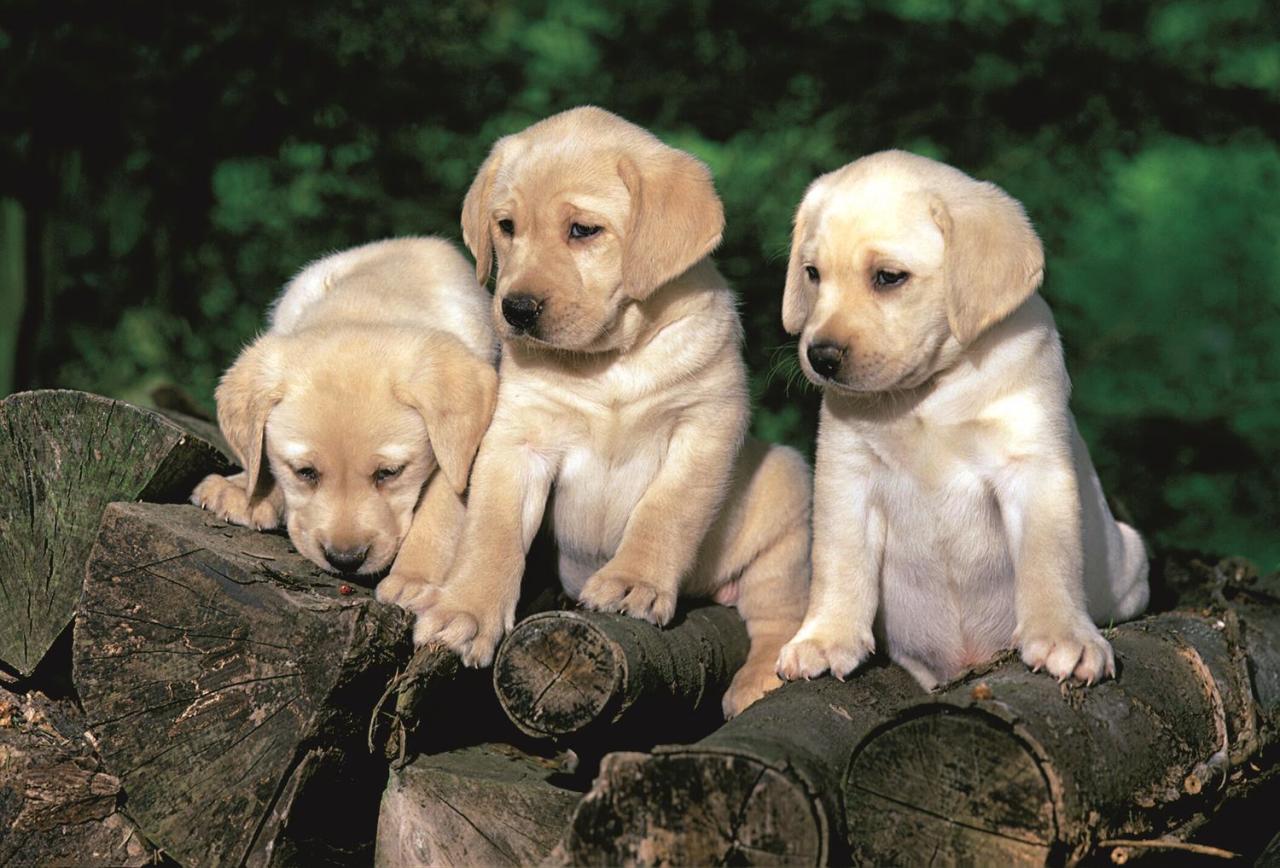 Trefl Puzzle Puppy Labradors 160 Parça Yapboz