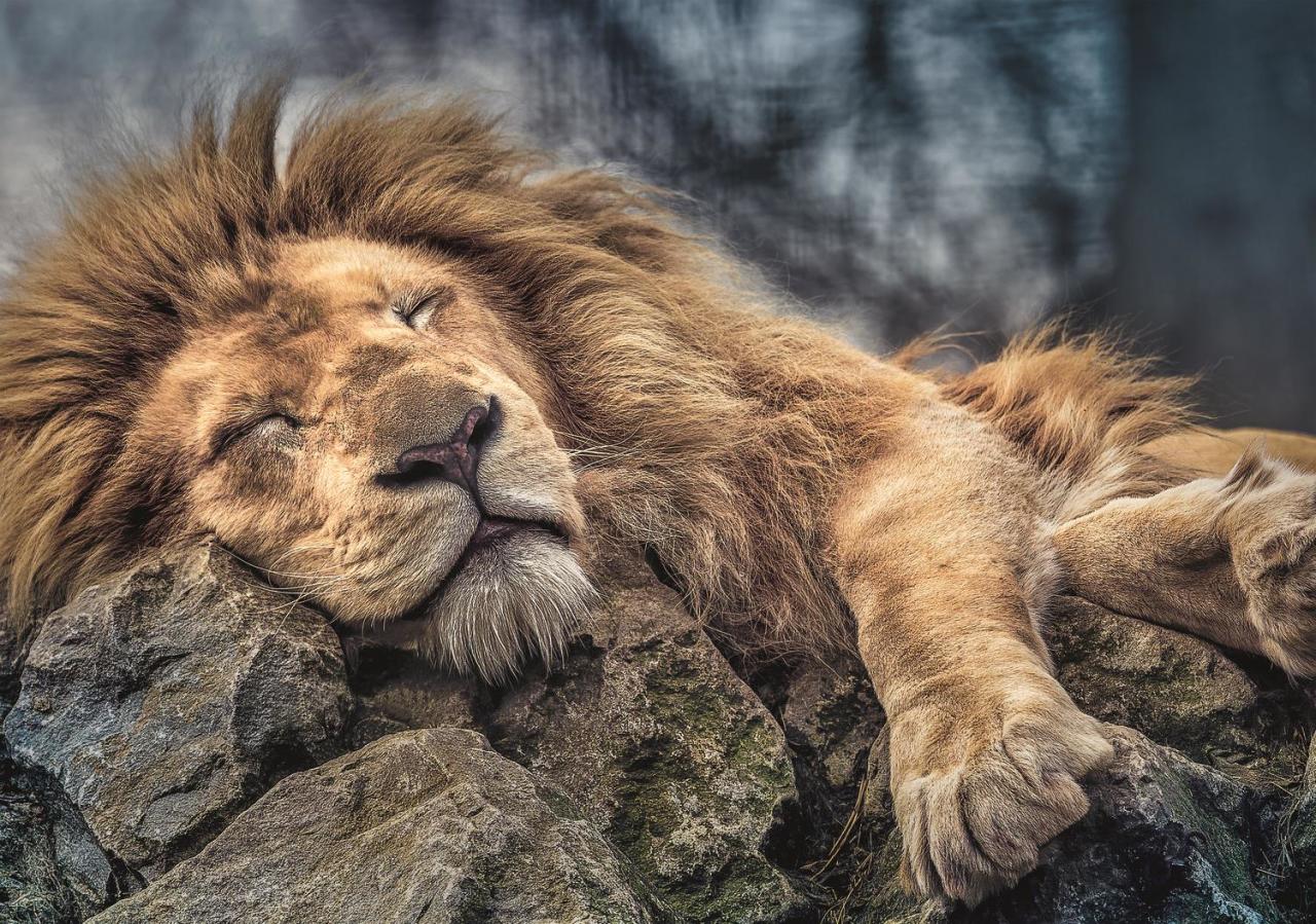 Trefl Puzzle Sleeping Lion 1000 Parça Puzzle