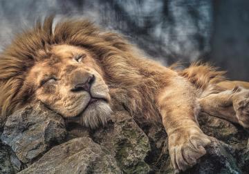 Trefl Puzzle Sleeping Lion 1000 Parça Puzzle