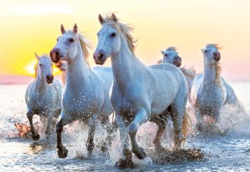 Educa Puzzle White Horses At Sunset 1000 Parça Puzzle