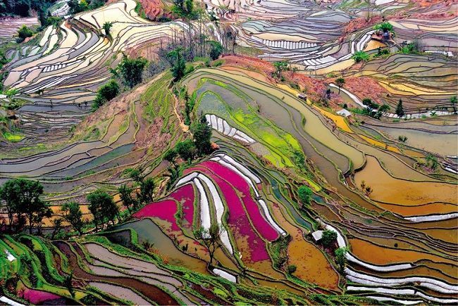 Educa Puzzle Rice Paddies, China 1000 Parça Puzzle