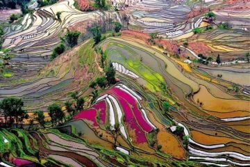 Educa Puzzle Rice Paddies, China 1000 Parça Puzzle