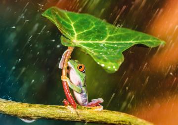 Trefl Puzzle Green Umbrella 500 Parça Puzzle