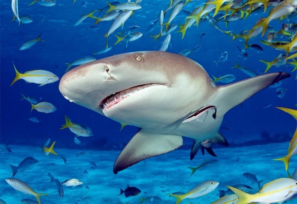 Educa Puzzle Shark 500 Parça Puzzle