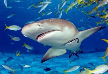 Educa Puzzle Shark 500 Parça Puzzle