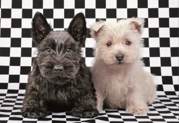 Educa Puzzle Checked Terriers 500 Parça Puzzle