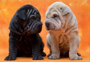 Educa Puzzle Puppies 500 Parça Puzzle