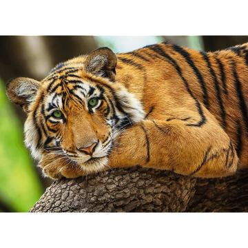 Trefl Puzzle Tıger Portraıt 500 Parça Puzzle