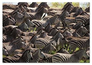 Educa Puzzle Herd Of Zebras 500 Parça Puzzle