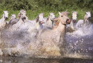 Educa Puzzle White Camargue Horses 1000 Parça Puzzle