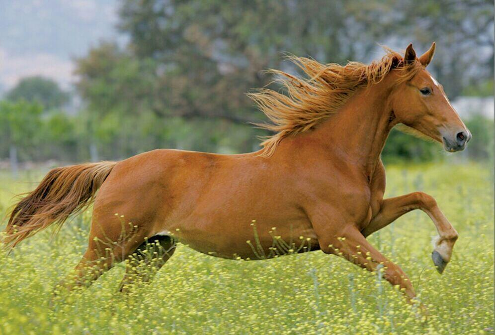 Educa Puzzle Galloping 1000 Parça puzzle