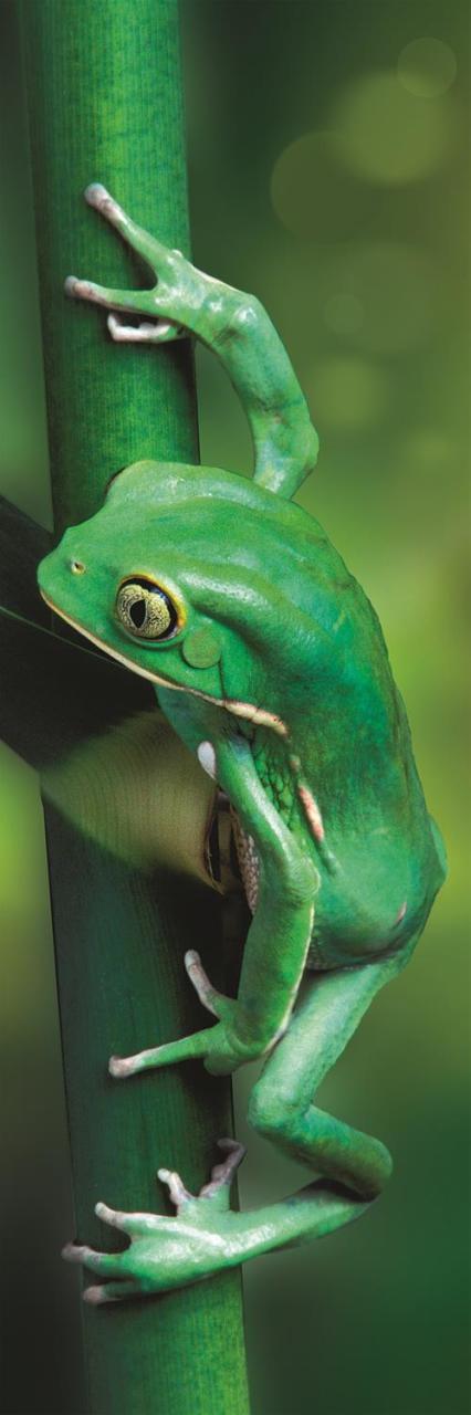 Trefl Puzzle Little Frog 300 Parça Panorama Puzzle