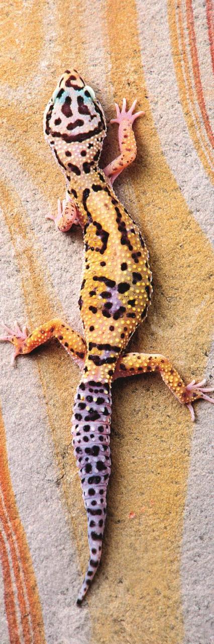 Trefl Puzzle Basking Lizard 300 Parça Panorama Puzzle