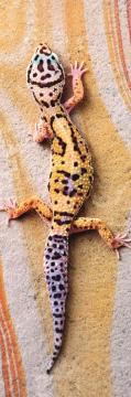 Trefl Puzzle Basking Lizard 300 Parça Panorama Puzzle