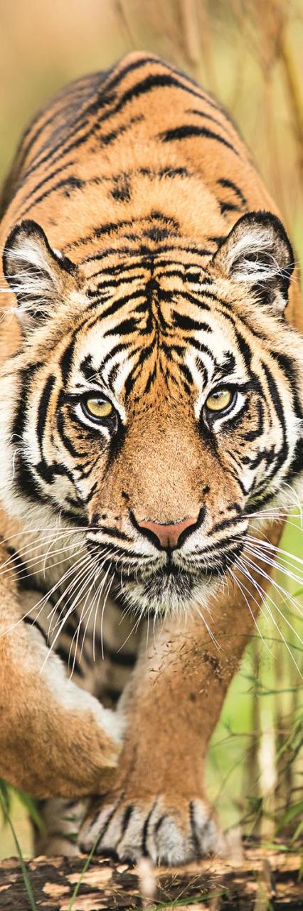 Trefl Puzzle Leaping Tiger 300 Parça Panorama Puzzle