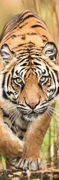Trefl Puzzle Leaping Tiger 300 Parça Panorama Puzzle