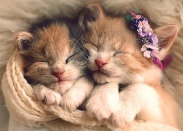 Trefl Puzzle Sleeping Kittens 500 Parça Puzzle
