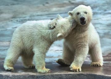 Trefl Puzzle Polar Bears 500 Parça Puzzle