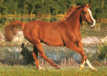 Trefl Puzzle The Beauty Of Gallop 500 Parça Puzzle