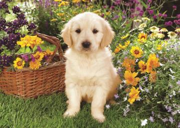 Trefl Puzzle Puppy Labrador In The Garden 500 Parça Puzzle
