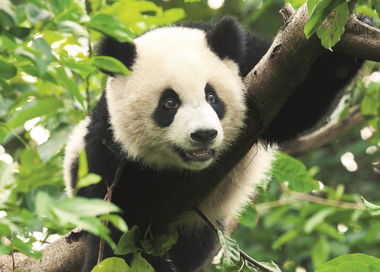 Trefl Puzzle Giant Panda 500 Parça Puzzle