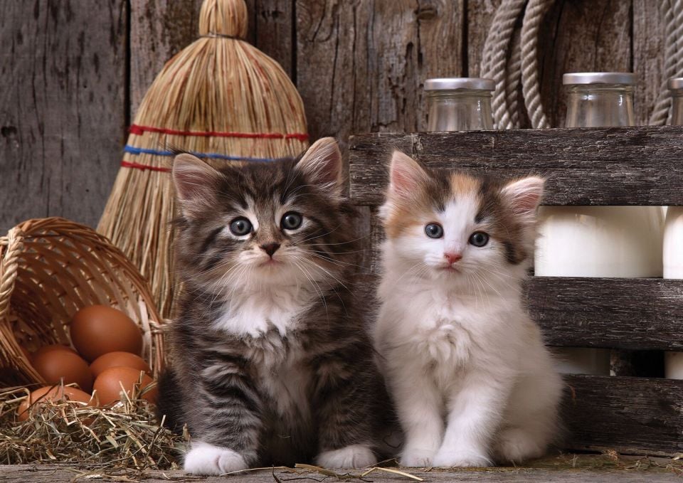 Yappuzz Şaşkın Kediler 500 Parça Puzzle